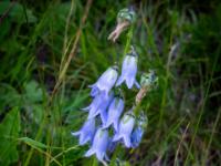 Bärtige Glockenblumen blühen oft am Wegrand